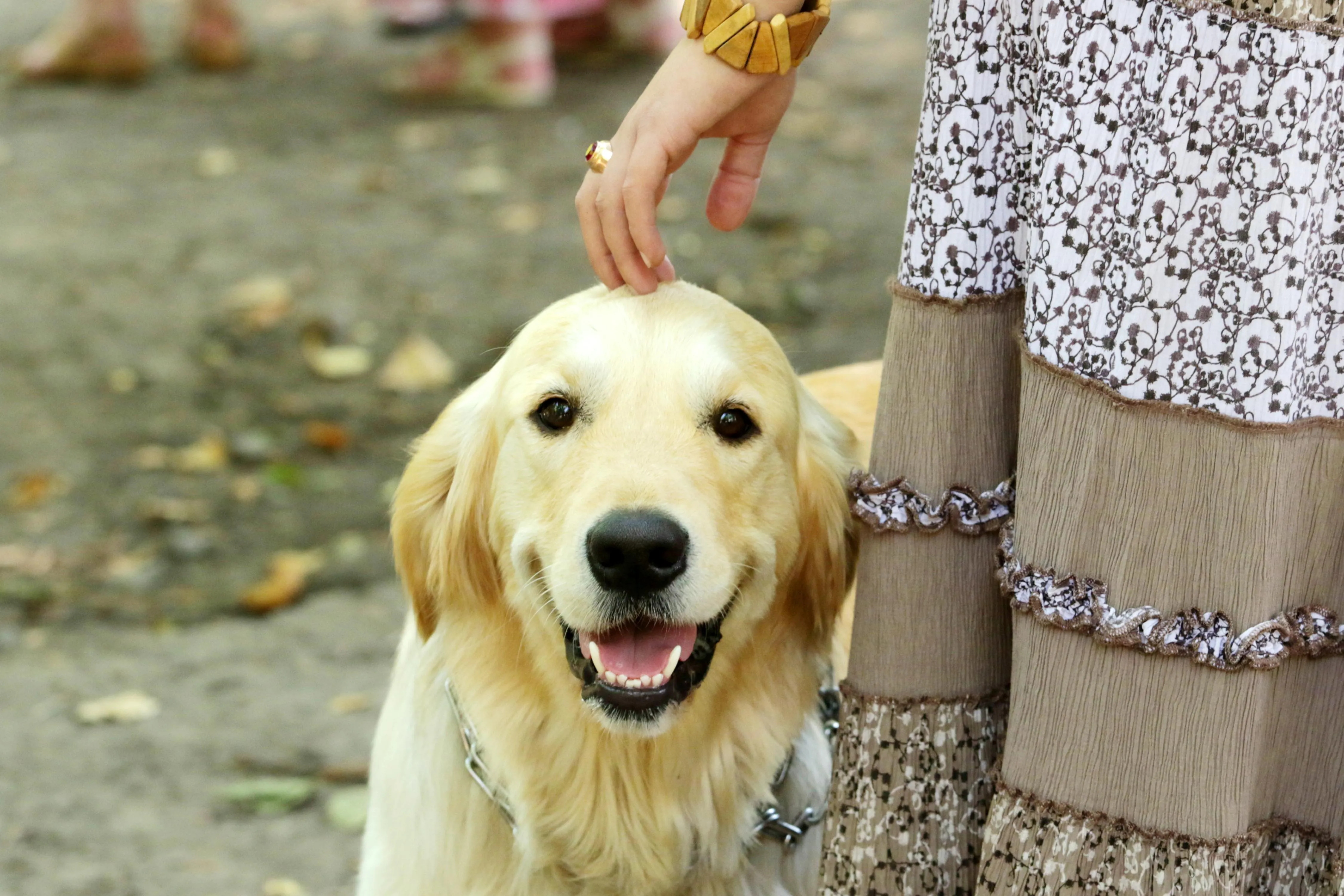 Собака і господар Собака і господар