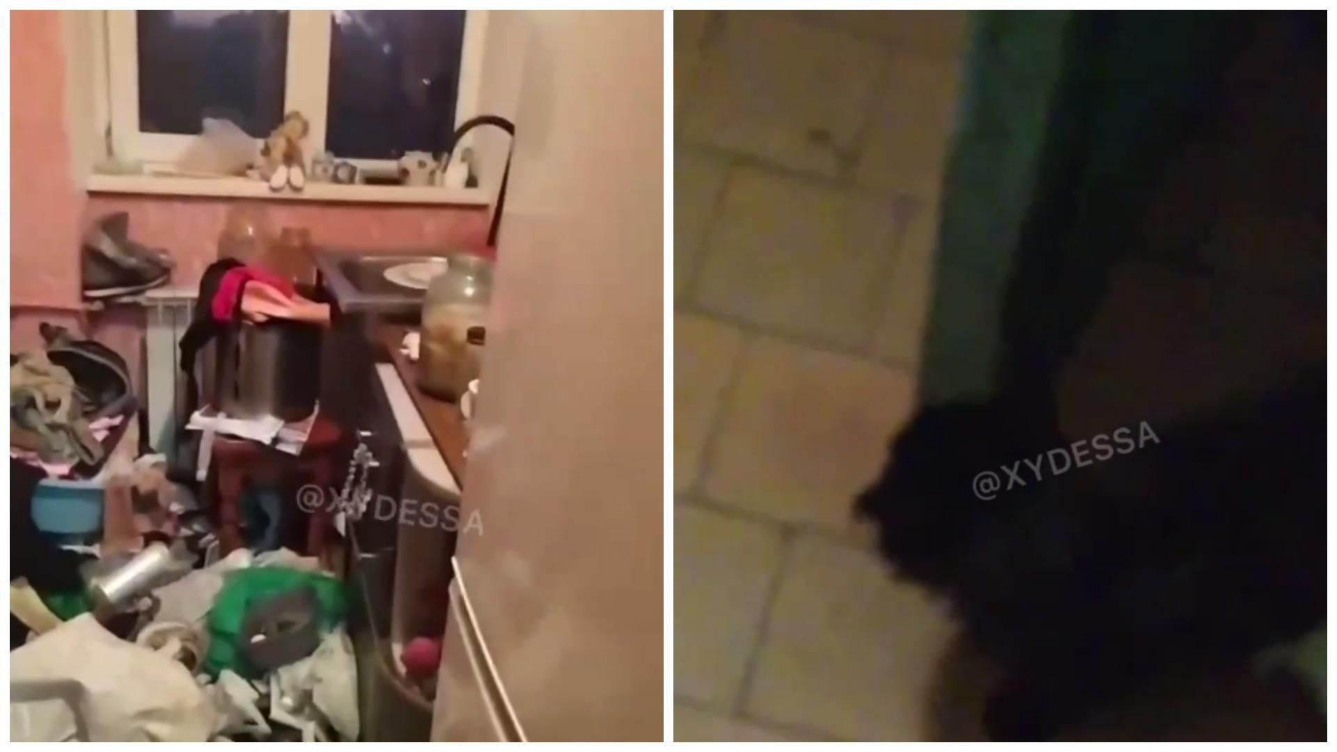 Накапливают мусор и издеваются над котами: в Одессе жалуются на горе-соседей Накапливают мусор и издеваются над котами: в Одессе жалуются на горе-соседей