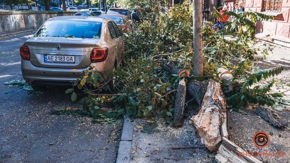 Погнуло й обламало дзеркала: дерево повалилось на 3 авто в Дніпрі – жорсткі фото з місця - Україна новини - 24 Канал