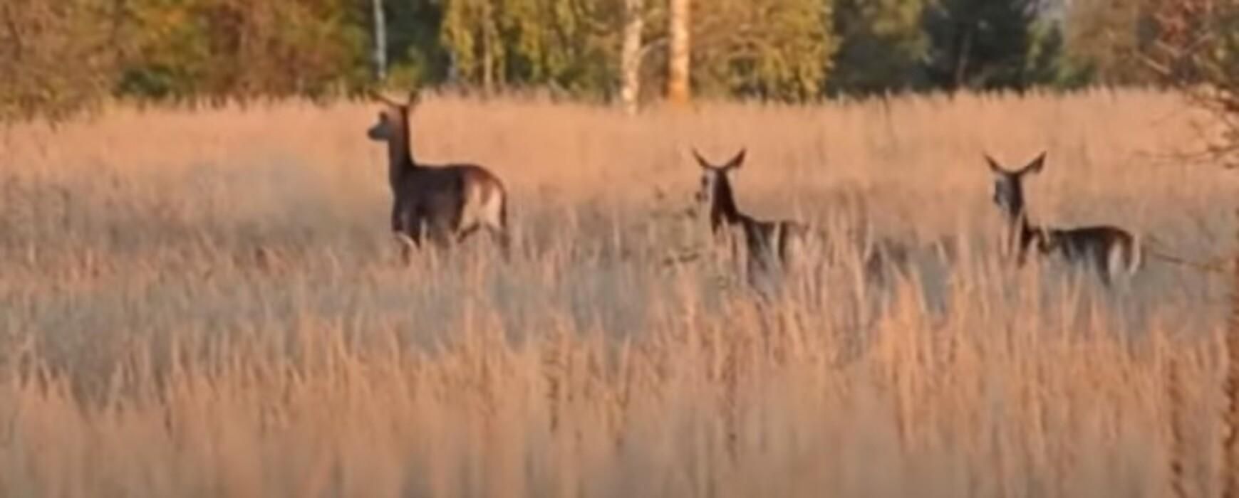 Возле Чернобыльской АЭС сняли стадо диких оленей: зрелищные кадры Возле Чернобыльской АЭС сняли стадо диких оленей: зрелищные кадры