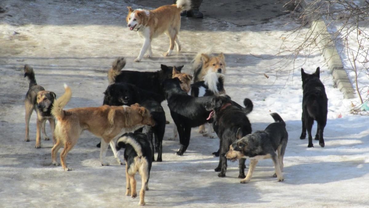 Зграя собак накинулася на жительку Дніпра: спокійно йшла та тварин не підбурювала - Україна новини - 24 Канал Зграя собак накинулася на жительку Дніпра: спокійно йшла та тварин не підбурювала - Україна новини - 24 Канал
