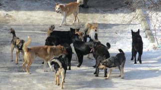 Зграя собак накинулася на жительку Дніпра: спокійно йшла та тварин не підбурювала 