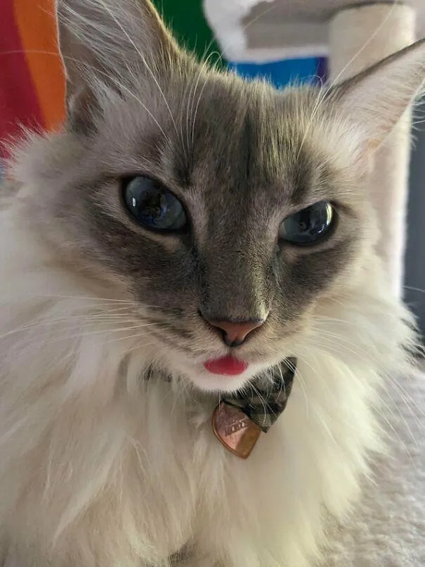 Кумедні фото котів з висунутим язиком