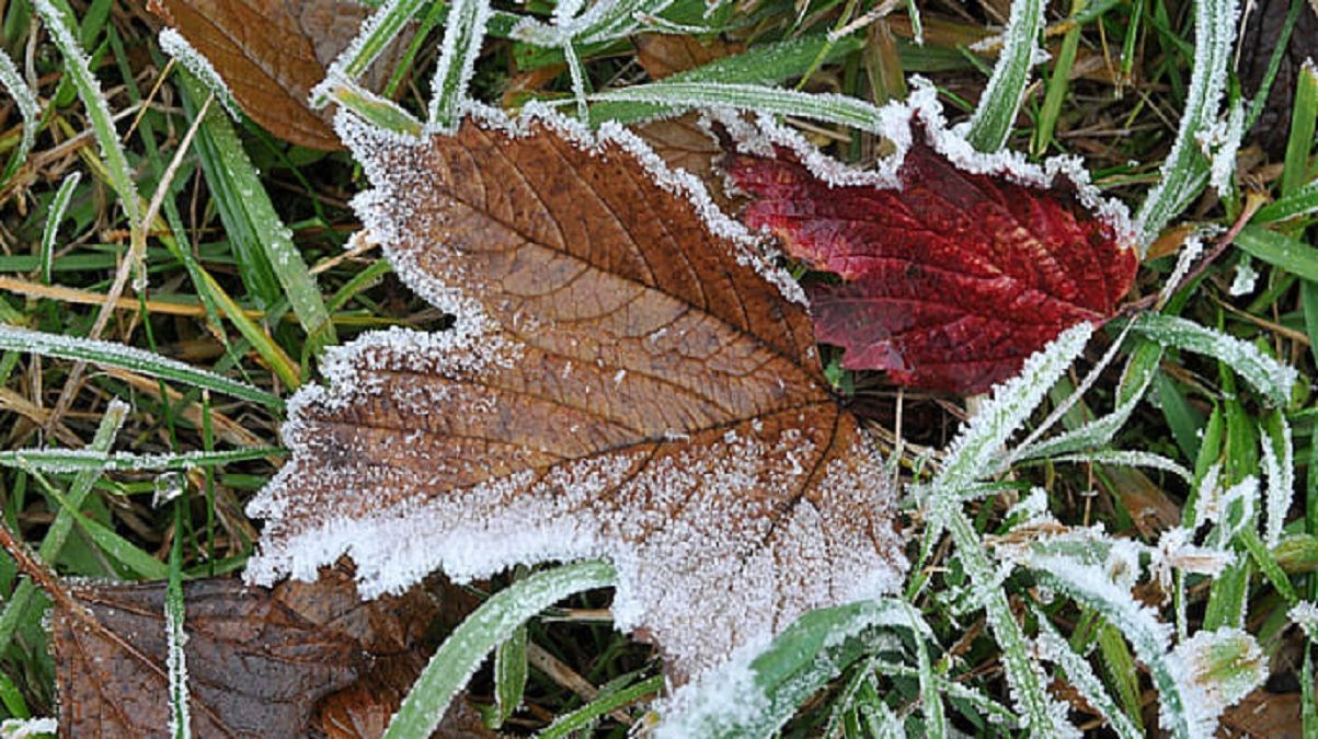 Украинцев предупредили о ночных заморозках: где и когда ждать Украинцев предупредили о ночных заморозках: где и когда ждать