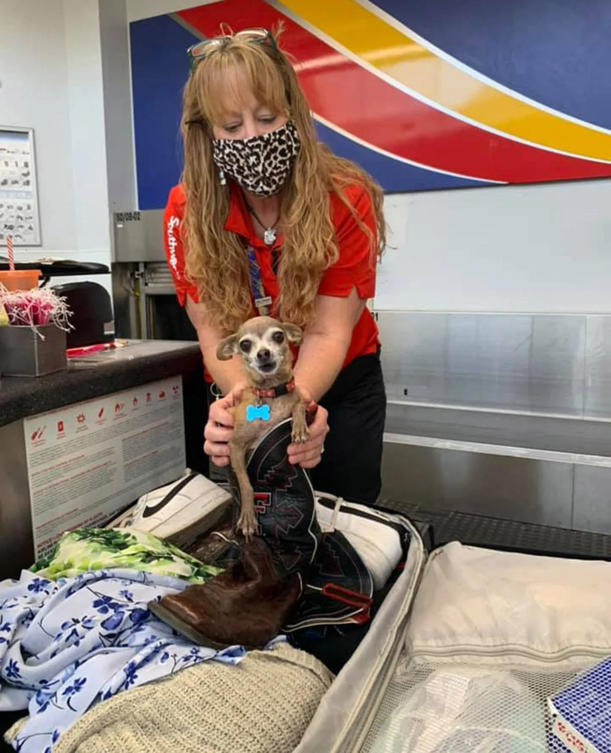 Нашли в аэропорту собака незаметно спрятался в чемодан, чтобы лететь на отдых