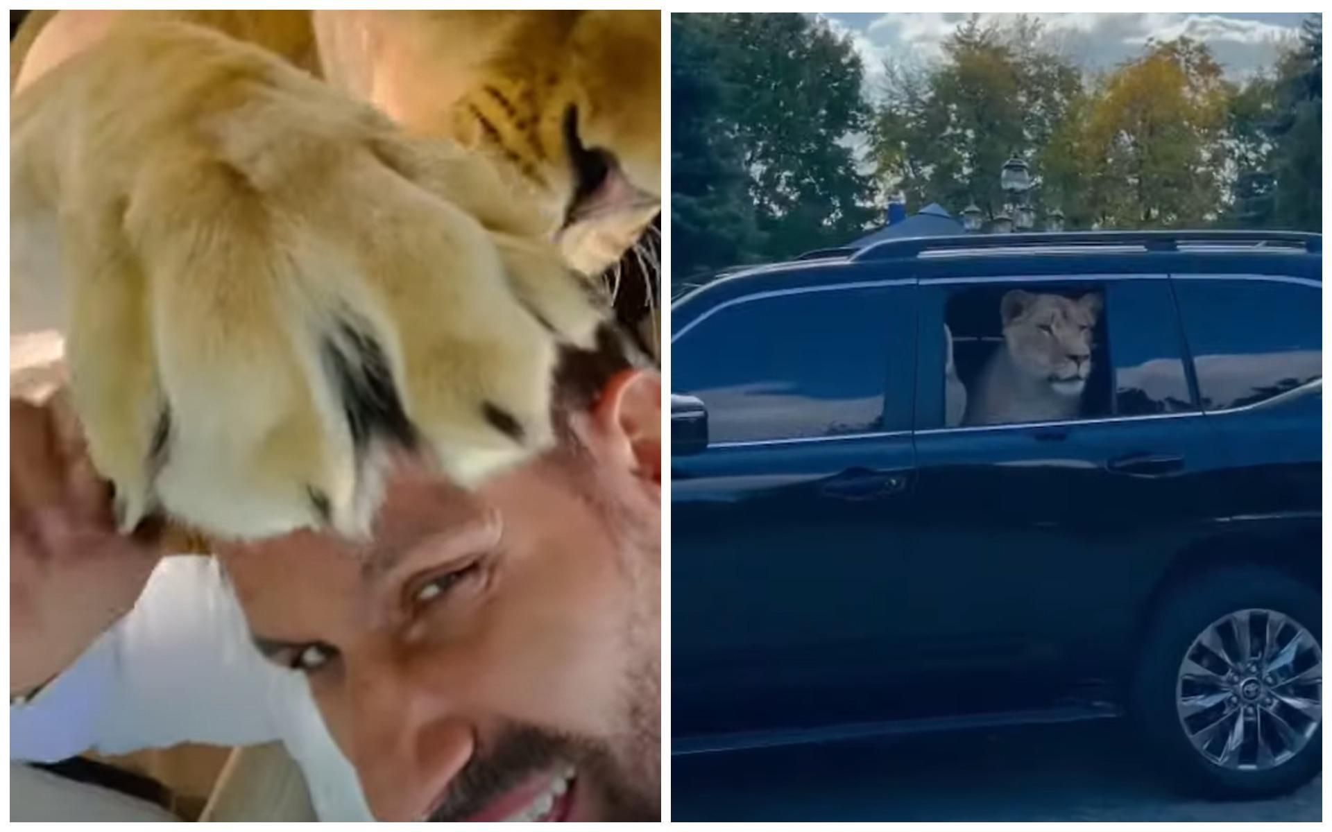 У Харкові депутат від ОПЗЖ возить в авто африканського лева - Новини Харків - 24 Канал У Харкові депутат від ОПЗЖ возить в авто африканського лева - Новини Харків - 24 Канал