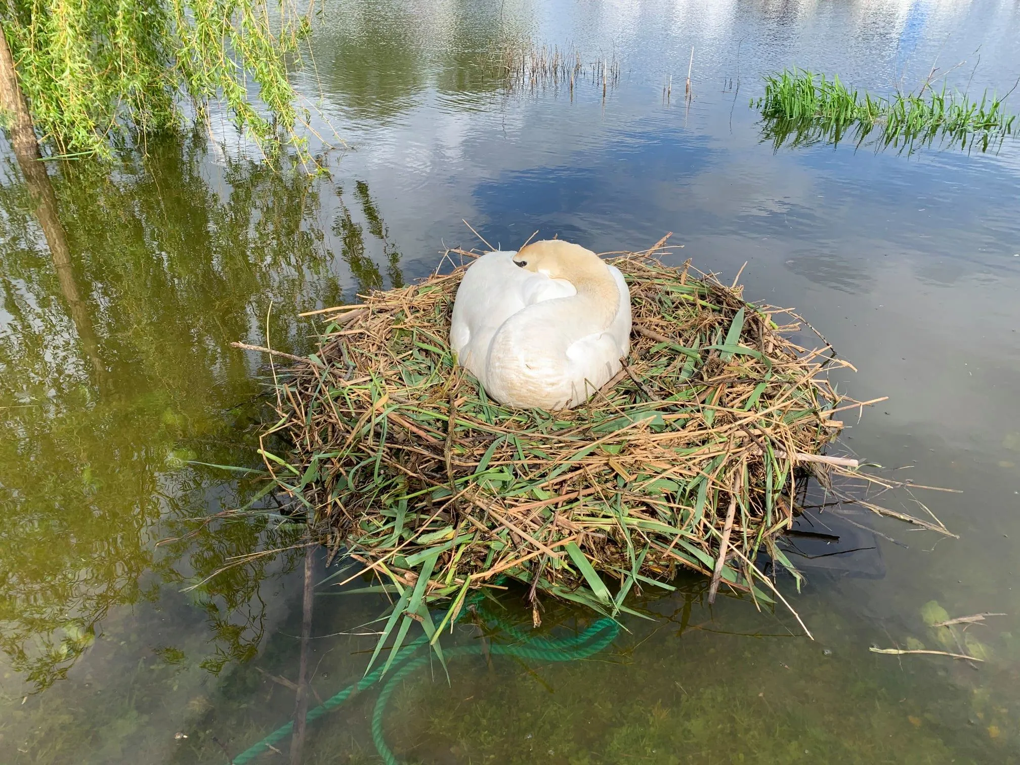 Пліт для лебедів