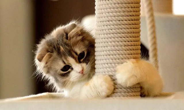 Дряпка для котів Дряпка для котів