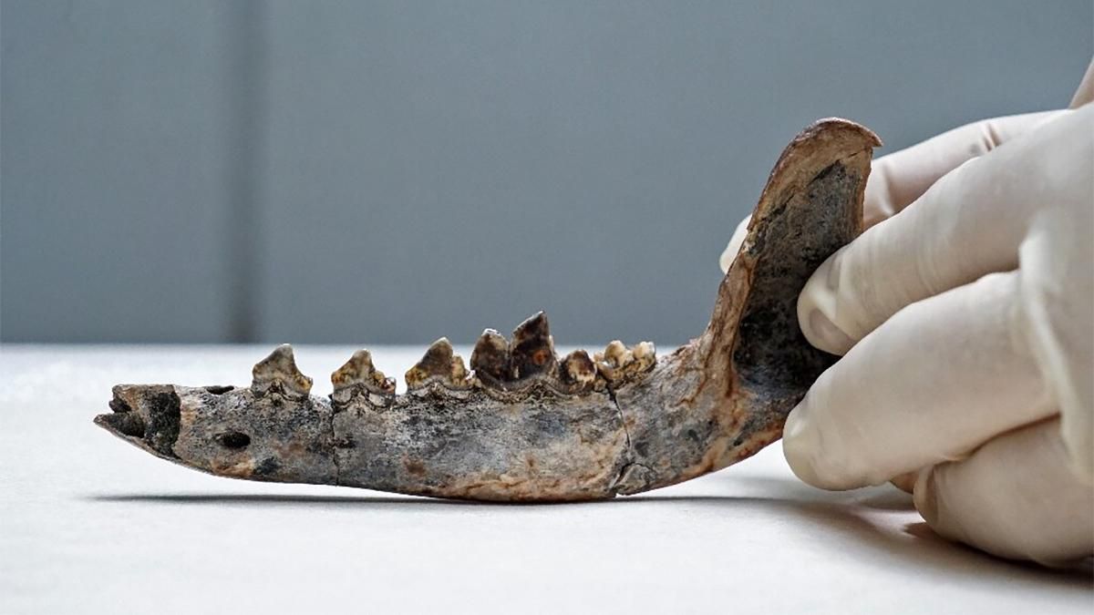 Коли в Центральній Америці з'явилися домашні тварини: дослідження - Новини технологій - Техно Коли в Центральній Америці з'явилися домашні тварини: дослідження - Новини технологій - Техно