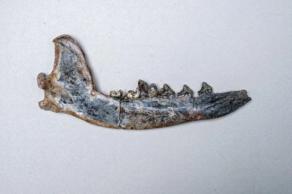 Приручення собаки Приручення собаки