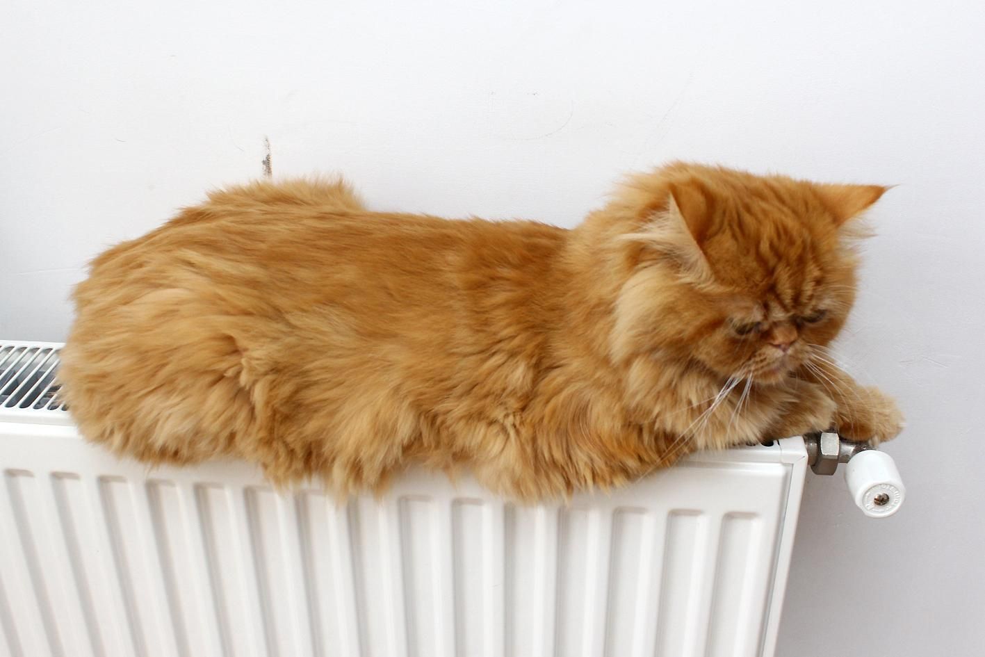 У Львові майже до всіх будинків вже дали опалення: що робити, якщо тепла ще немає - Новини Львова сьогодні - Львів У Львові майже до всіх будинків вже дали опалення: що робити, якщо тепла ще немає - Новини Львова сьогодні - Львів