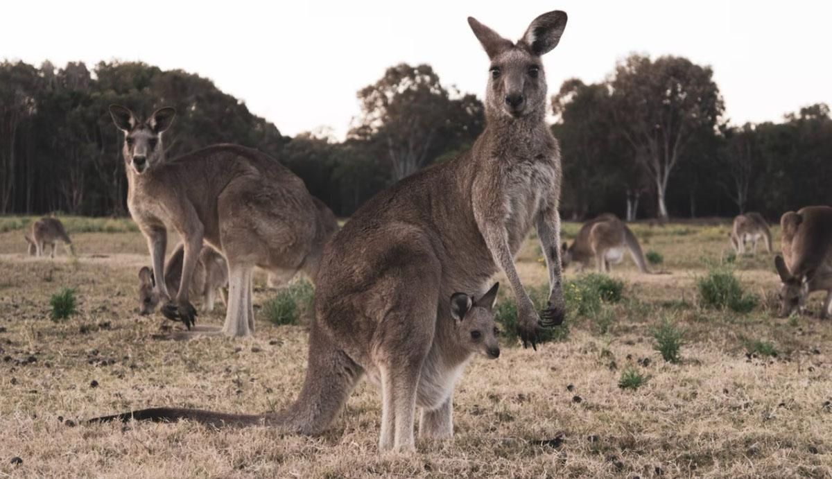В Австралии двое подростков убили 14 кенгуру: среди них были детеныши