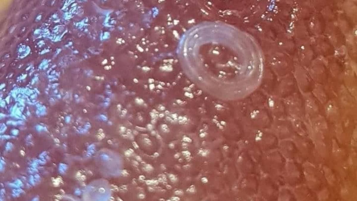 В рыбе в киевском "Сильпо" нашли паразитов В рыбе в киевском "Сильпо" нашли паразитов