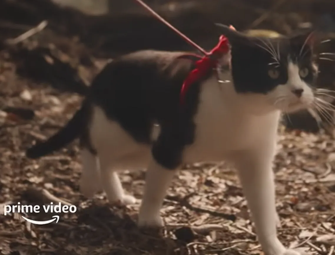 Кот в фильме Кот в фильме