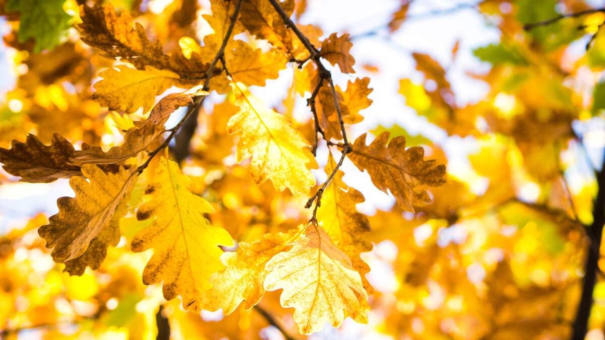 Погода на 18 жовтня 2021 в Україні: що прогнозують синоптики Погода на 18 жовтня 2021 в Україні: що прогнозують синоптики