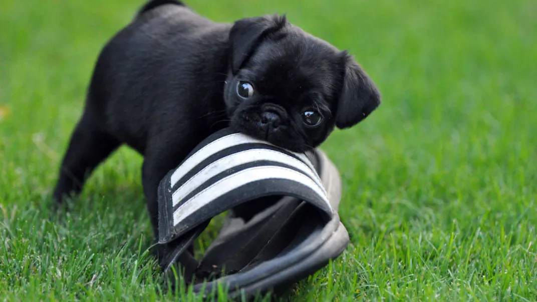 Собака гризе взуття Собака гризе взуття