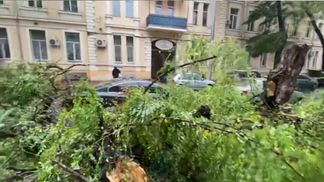 В Одессе падают деревья и плывут улицы: показали последствия непогоды