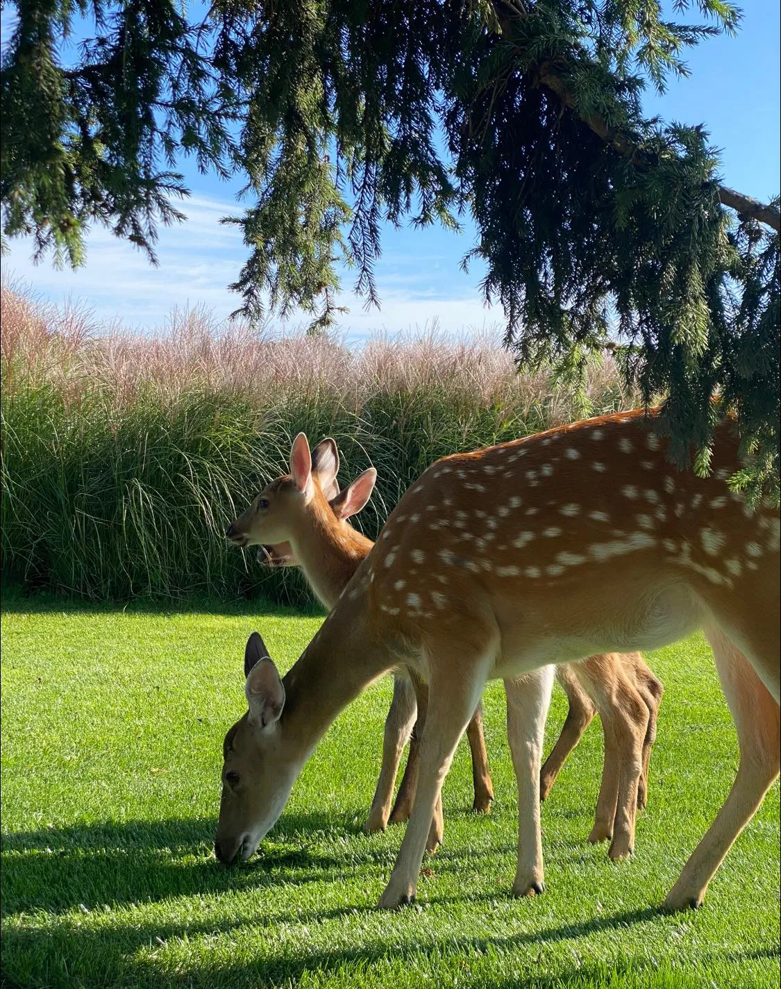 тварини в парку тварини в парку