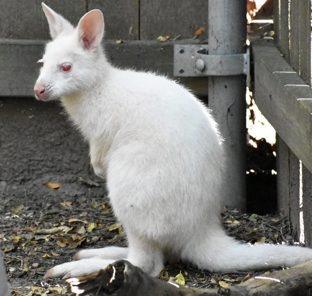 редкий валлаби редкий валлаби