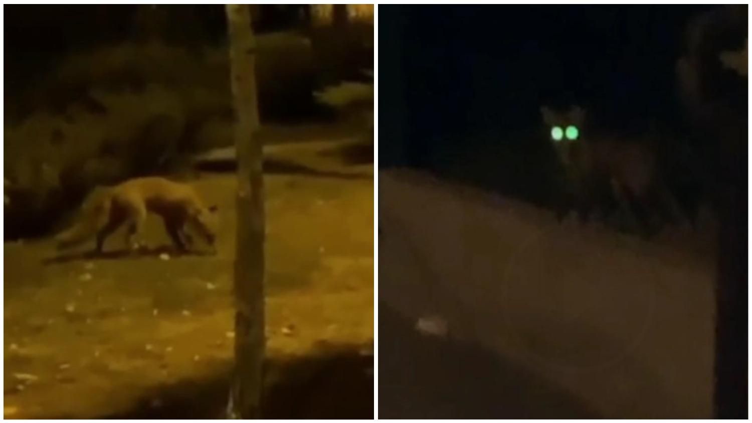 У Вінниці – навала лисиць: розгулюють містом у пошуках їжі - Новини Вінниці сьогодні - 24 Канал У Вінниці – навала лисиць: розгулюють містом у пошуках їжі - Новини Вінниці сьогодні - 24 Канал