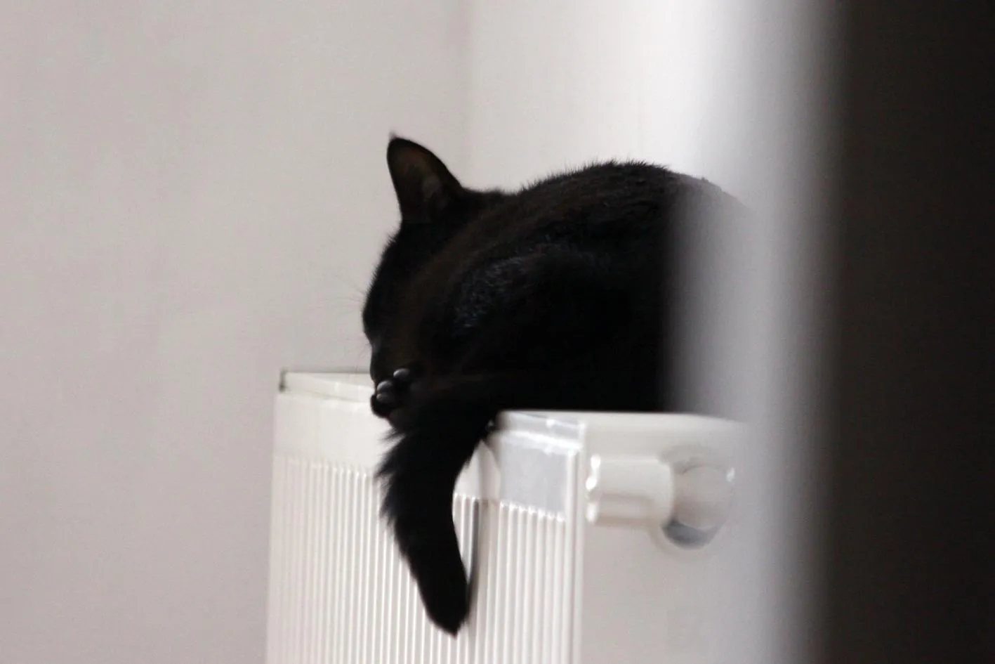 Кот на батарее Кот на батарее