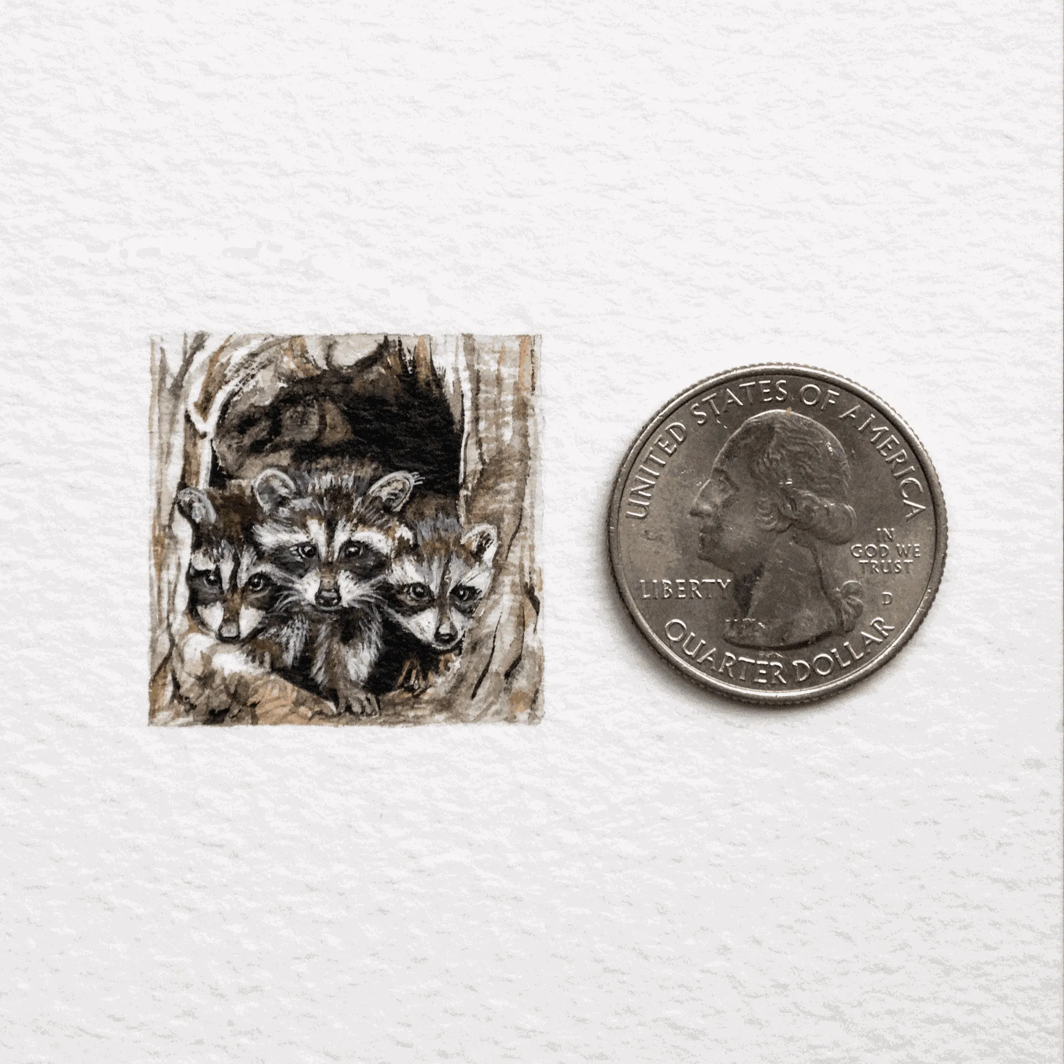 Сімейка єнотів Сімейка єнотів