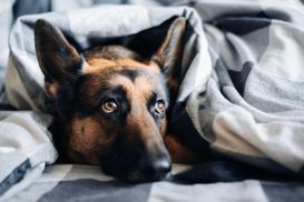 Скучают ли собаки, когда остаются одни дома: интересное объяснение