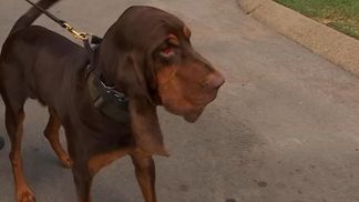 Взял след к месту укрытия: пес смог разыскать похищенную девочку