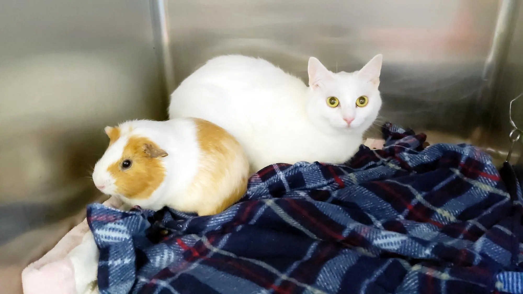 Морская свинка и кот стали друзьями Морская свинка и кот стали друзьями