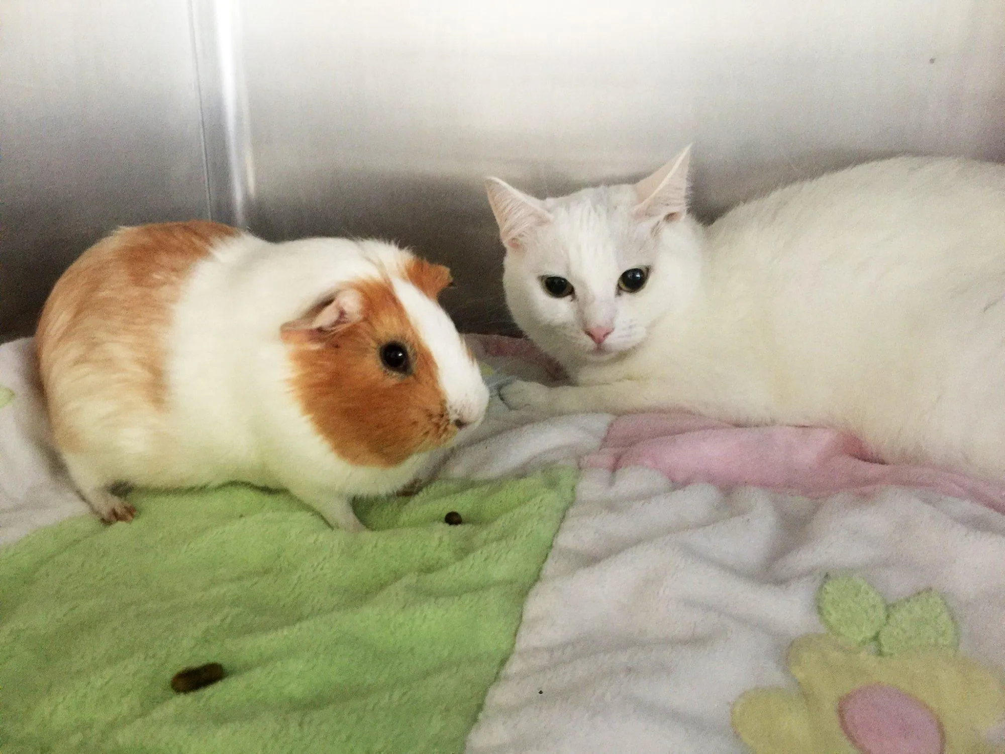 Морская свинка и кот стали друзьями Морская свинка и кот стали друзьями