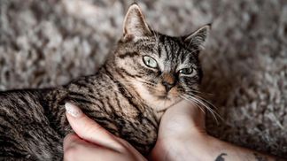 Деньги для кота с неизлечимой патологией: как люди решили помочь четвероногому