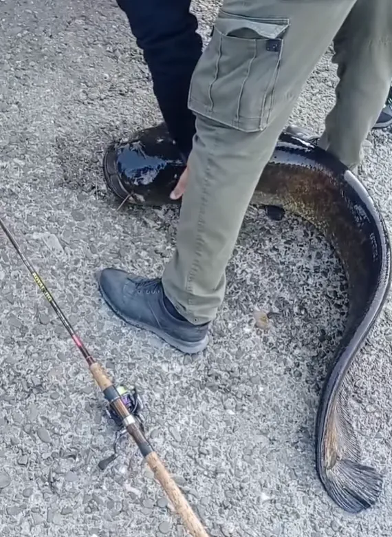 Сом в озері Сом в озері