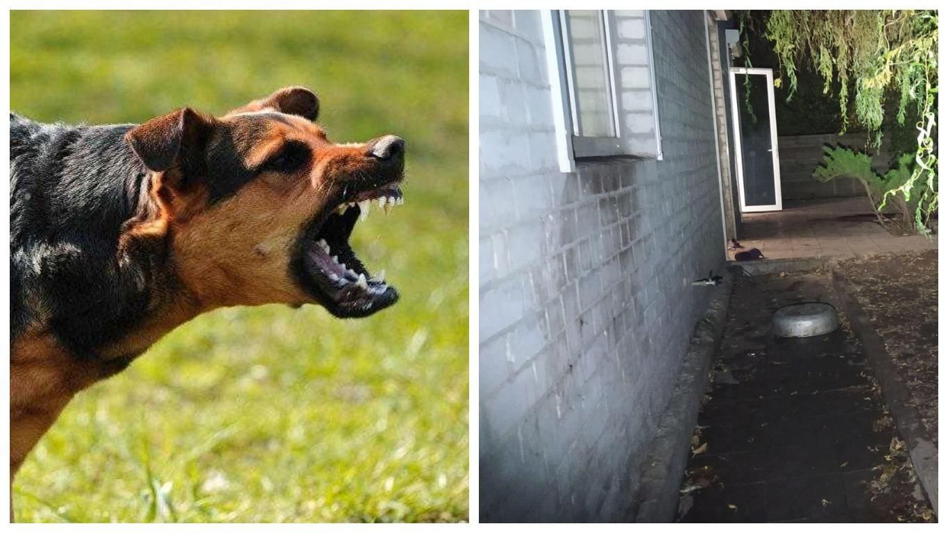 В Харькове собаки загрызли пожилую женщину: пенсионерка не выжила В Харькове собаки загрызли пожилую женщину: пенсионерка не выжила