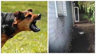 В Харькове собаки загрызли пожилую женщину: пенсионерка не выжила