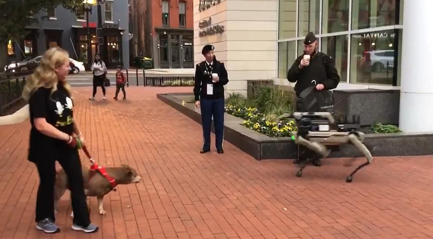 У США на прогулянку вивели робопсів Boston Dynamics: як на них реагували собаки - Новини технологій - Техно