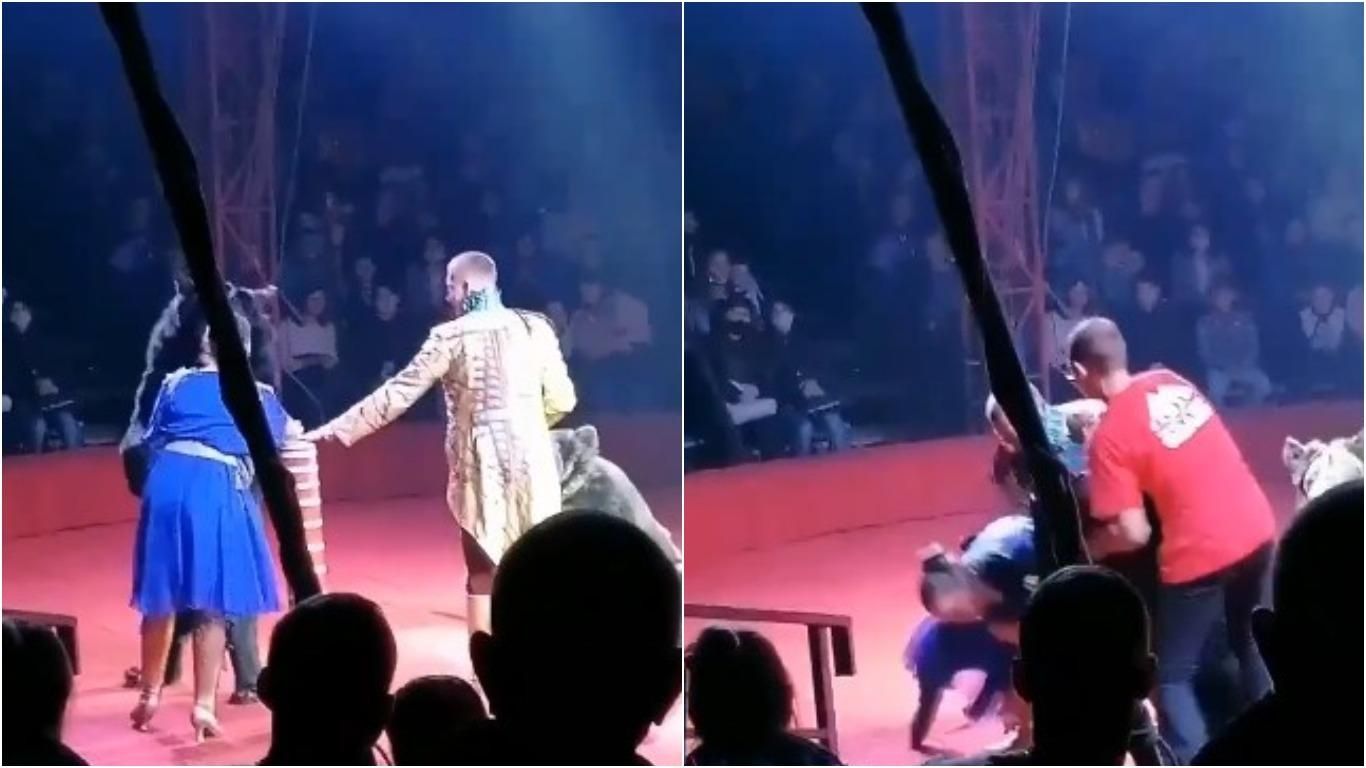 В России медведь набросился на беременную ассистентку дрессировщика в цирке: жуткое видео