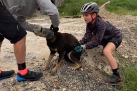 Собачка застряла головой в бутылке: радостное видео спасения