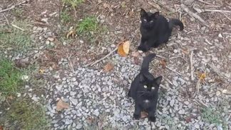 Оптическая иллюзия: посчитайте котиков на фотографии