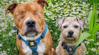 Носит миску с водой и заботится: пес стал поводырем для четвероногого, который потерял глаза