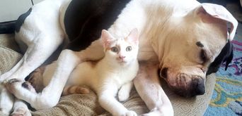 Целебный кот: как пушистик спасает грозного питбуля от страха и тревоги