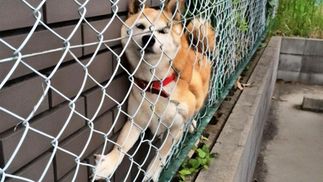 Нужна помощь: 20 курьезных фото животных, которые застряли и не смогли выбраться самостоятельно