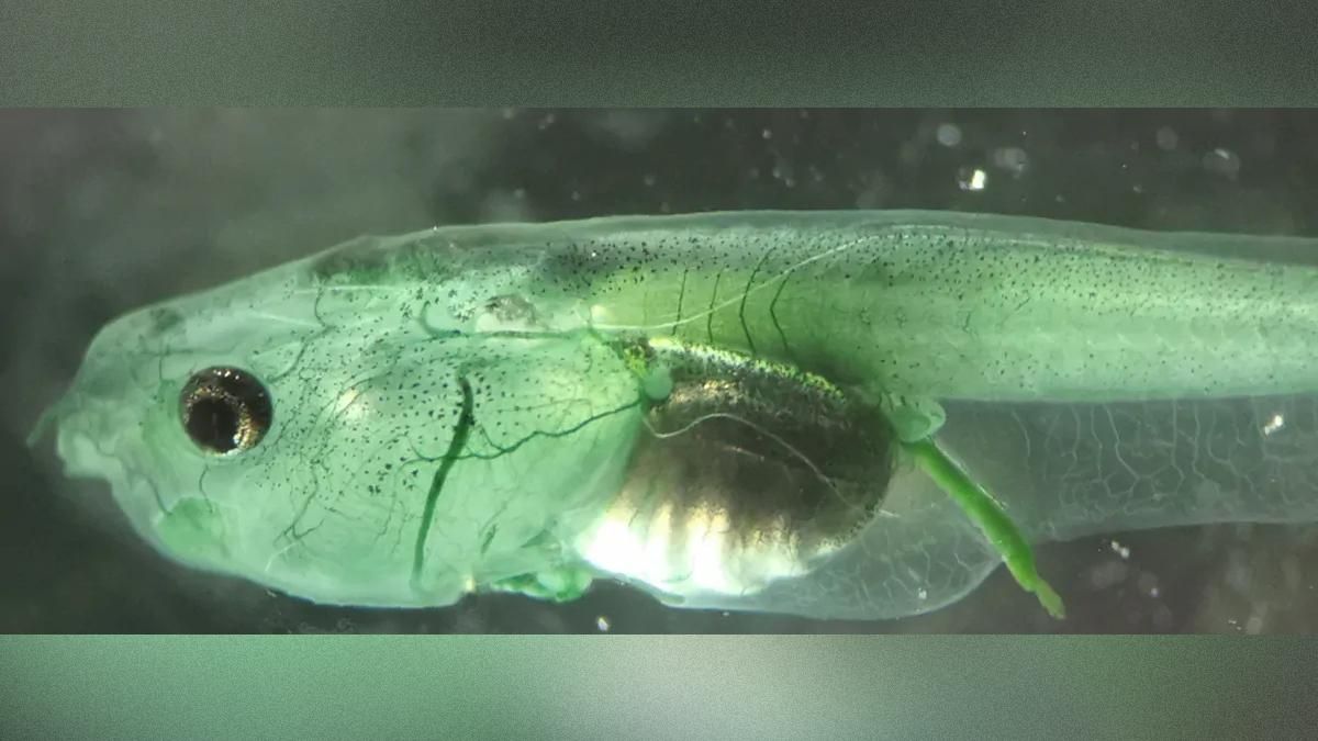 Жизнь без дыхания: ученые создали существо, способное выжить в среде, где нет кислорода Жизнь без дыхания: ученые создали существо, способное выжить в среде, где нет кислорода