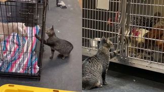 Кошка работает в ветеринарной клинике: какие обязанности у четырехлапой