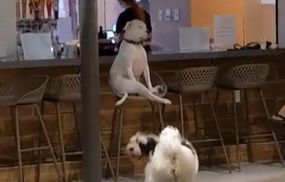 Собака-интровертка любит загадочно сидеть на стульчике, пока другие играют: вирусное видео