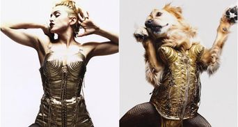 Ретривер став моделлю і відтворює легендарні образи співачки Мадонни: найкращі фото
