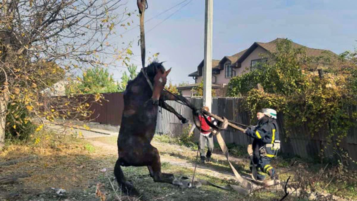 В Кривом Роге автокраном спасали лошадь, которая провалилась под землю