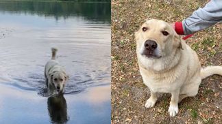 Пес постоянно убегает от хозяев и переплывает озеро: что четвероногий ищет на другом берегу