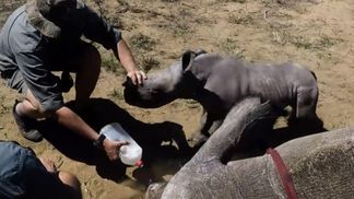 Маленький носорог "атаковал" и защищал маму от ветеринаров: трогательное видео