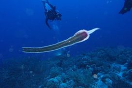 Без глаз, ушей или рта: группа дайверов обнаружила инопланетное морское существо в Египте