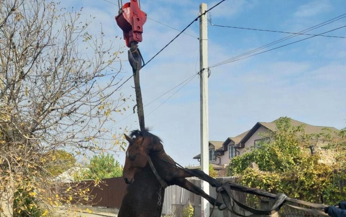 Кінь впав у каналізацію в Кривому Розі: бідолашного тягнули автокраном - Новини Кривий Ріг - Pets Кінь впав у каналізацію в Кривому Розі: бідолашного тягнули автокраном - Новини Кривий Ріг - Pets